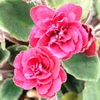 Saintpaulia Plant - Jolly Texan