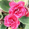 Saintpaulia Plant - Jolly Texan
