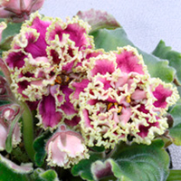 Saintpaulia Plant - Kamennyi Cvetok