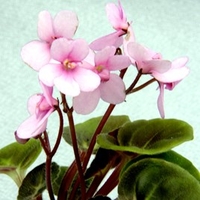 Saintpaulia Plant - Little Bo Peep