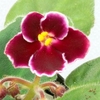 Saintpaulia Plant - Mac