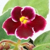 Saintpaulia Plant - Mac
