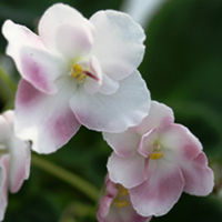 Saintpaulia Plant - Mac