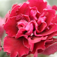 Saintpaulia Plant - Ness Antique Red