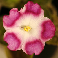 Saintpaulia Plant - Ness