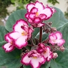 Saintpaulia Plant - Okie Easter Bunny