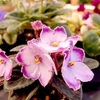 Saintpaulia Plant - Oksana