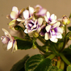 Saintpaulia Plant - Optimara Little Moonstone