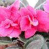 Saintpaulia Plant - Otoe