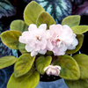 Saintpaulia Plant - Pink Mint