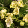 Saintpaulia Plant - Rainbow