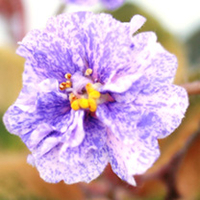 Saintpaulia Plant - Rob