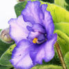 Saintpaulia Plant - Rob