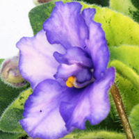 Saintpaulia Plant - Rob
