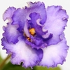Saintpaulia Plant - Rob