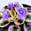 Saintpaulia Plant - Rob