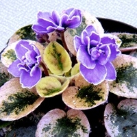 Saintpaulia Plant - Rob