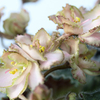 Saintpaulia Plant - Rob