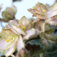 Saintpaulia Plant - Rob