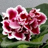 Saintpaulia Plant - RS-Bog Solntsa