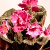 Saintpaulia Plant - Sharon