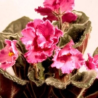Saintpaulia Plant - Sharon