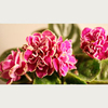 Saintpaulia Plant - Sun Sizzle