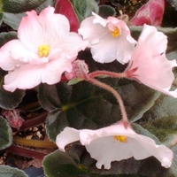 Saintpaulia Plant - The Madam