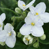 Saintpaulia Plant - Tina