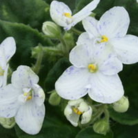 Saintpaulia Plant - Tina