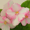 Saintpaulia Plants - Candy Swirls