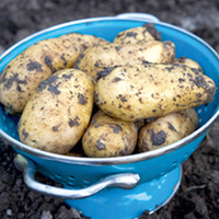 Salad Potatoes Taster Collection