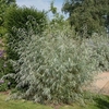Salix Exigua