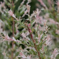 Salix Flamingo