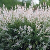 Salix Integra Hakuro-Nishiki (Standard)
