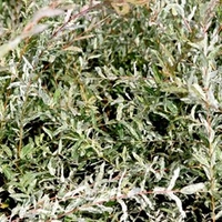 Salix integra Plant - Hakuro-nishiki