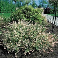 Salix integra Plant - Hakuro Nishiki
