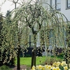 Salix Kilmarnock