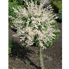 Salix Plant - Albo Maculata