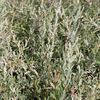 Salix purpurea Plant - Nana