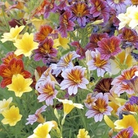 Salpiglossis Seeds - Little Friends Mixed