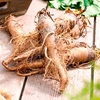 Salsify Seeds