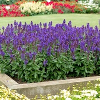 Salvia Blue Marvel