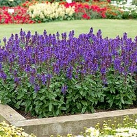 Salvia Blue Marvel