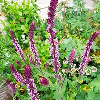Salvia Caradonna Inspiration Pink