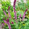 Salvia Caradonna Plant - Inspiration Pink