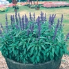 Salvia farinacea Seeds - Victoria