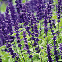 Salvia Farinacea Victorian Splendour Plants