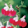 Salvia Hardy Plant - Hot Lips