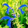 Salvia patens Seeds